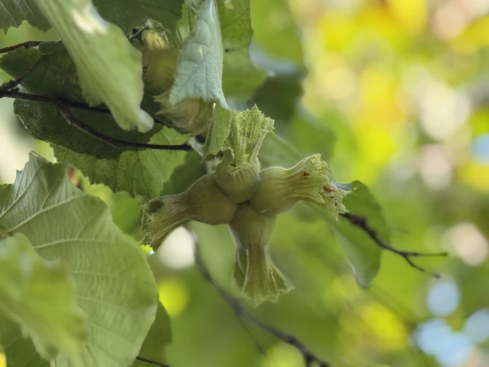 TMO fındık alım esaslarını açıkladı