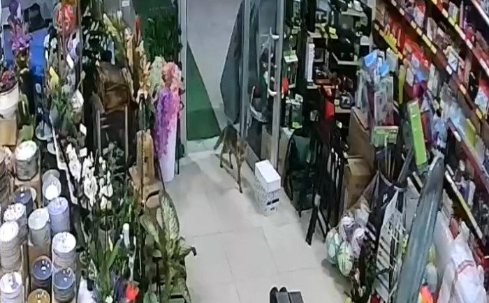 Aç Kalan Tilki Bakın Ne Yaptı