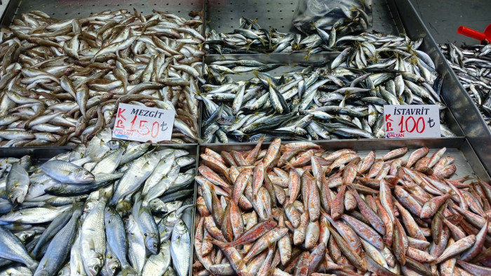 Akçakoca'da balıkçıların ağları doldu, 9 kiloluk levrek yakalandı