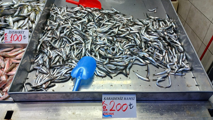 Akçakoca'da balıkçıların ağları doldu, 9 kiloluk levrek yakalandı