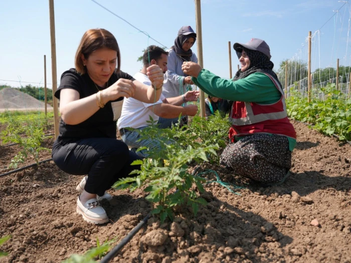 ATALIK TOHUMLAR TOPRAKLA BULUŞTU