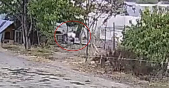 Bah&ccedil;edeki 20 Tavuk, K&ouml;peklerin Kurbanı Oldu