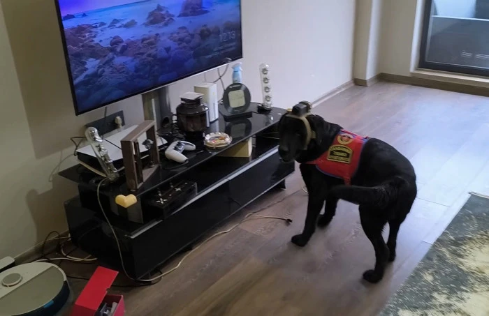 D&uuml;zce'de Su&ccedil; &Ouml;rg&uuml;t&uuml; Operasyonu: 36 G&ouml;zaltı