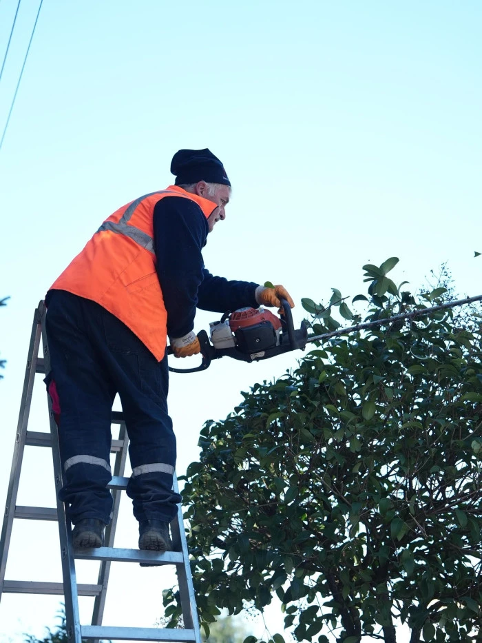 D&uuml;zce Belediyesi ağa&ccedil;ları bahara hazırlıyor