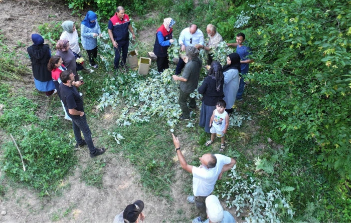 D&uuml;zce'de ıhlamur hasadı başladı