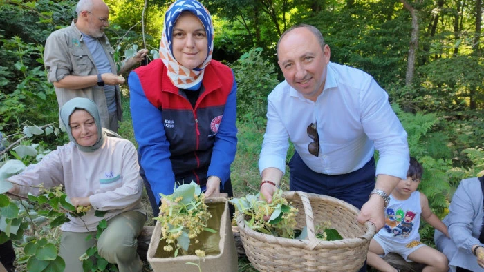 D&uuml;zce'de ıhlamur hasadı başladı