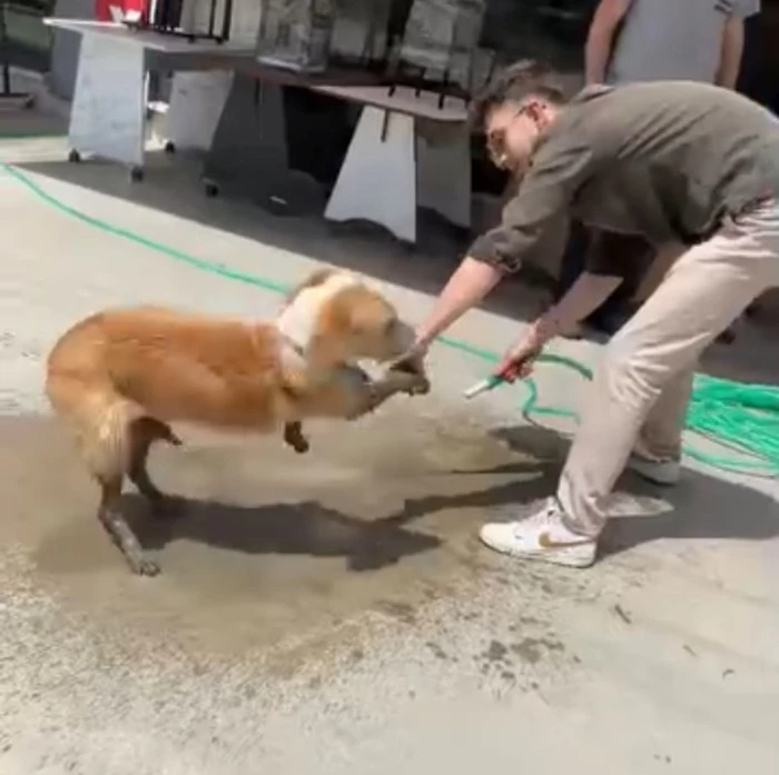 Henüz yeni dökülmüş ve kurumamış betonun içine girdi.