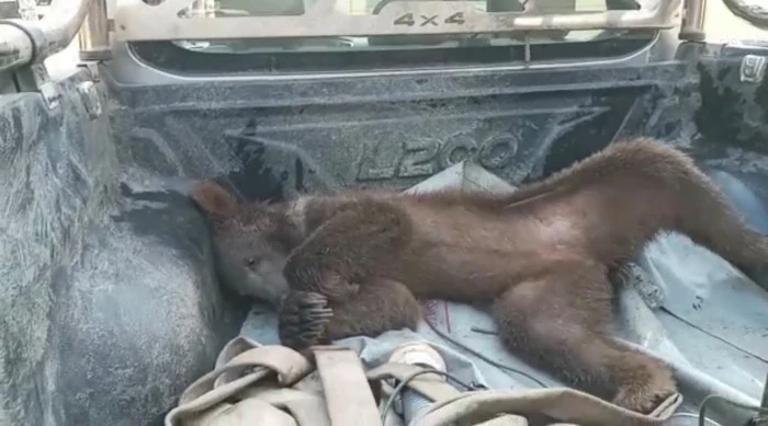 Bayılan ayı dekoruyla orman g&uuml;l&uuml; balı satıyor