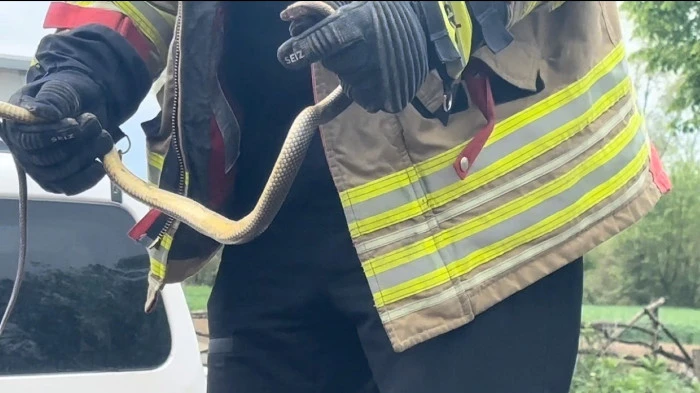 Aracının i&ccedil;ine giren yılanı b&ouml;yle uğurladı