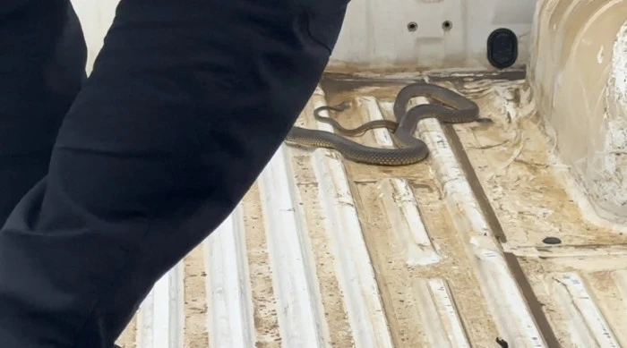 Aracının i&ccedil;ine giren yılanı b&ouml;yle uğurladı