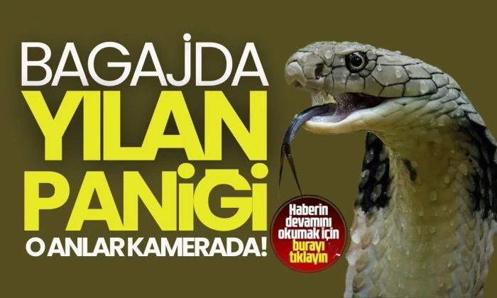 Aracının i&ccedil;ine giren yılanı b&ouml;yle uğurladı