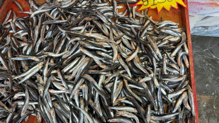 Batı Karadeniz bölgesinde lodos tezgaha balık uyarısı!
