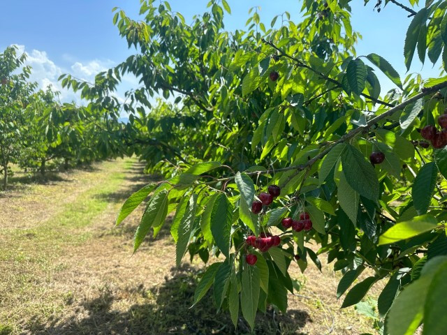 Bu bahçeye gelenler istedikleri ağaçtan kiraz toplayabiliyor