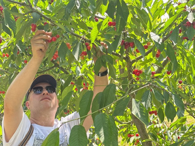 Bu bahçeye gelenler istedikleri ağaçtan kiraz toplayabiliyor