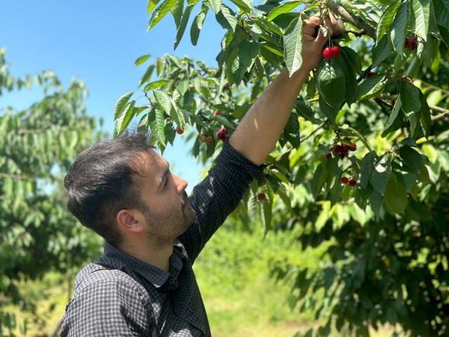 Bu bahçeye gelenler istedikleri ağaçtan kiraz toplayabiliyor