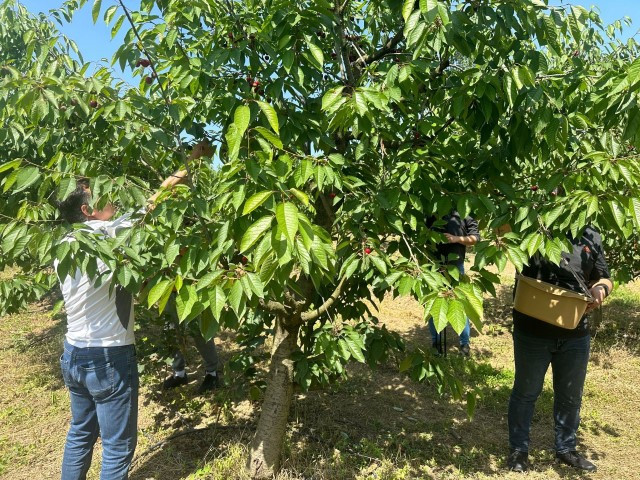 Bu bahçeye gelenler istedikleri ağaçtan kiraz toplayabiliyor