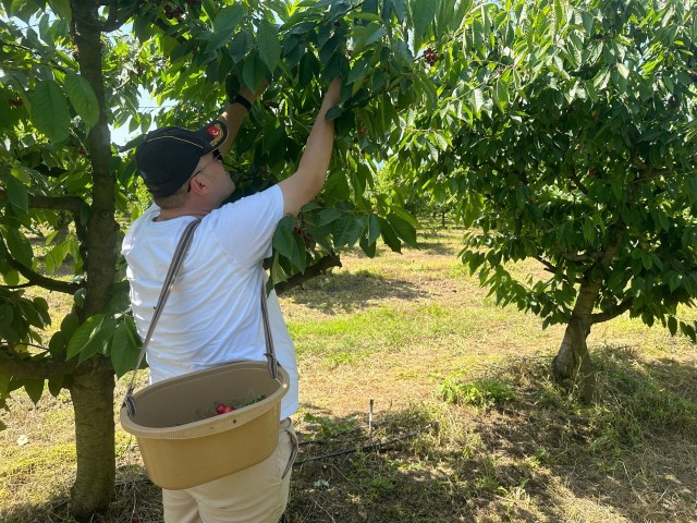 Bu bahçeye gelenler istedikleri ağaçtan kiraz toplayabiliyor