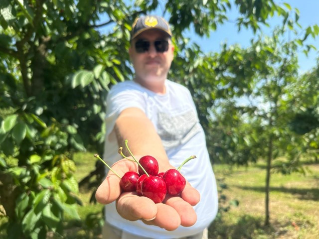 Bu bahçeye gelenler istedikleri ağaçtan kiraz toplayabiliyor