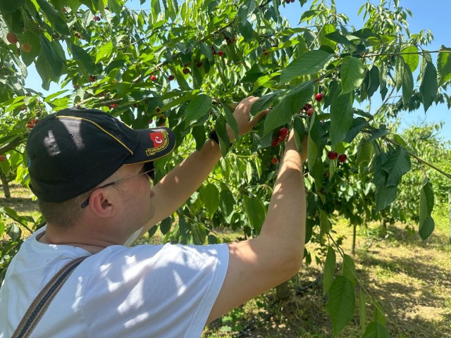 Bu bahçeye gelenler istedikleri ağaçtan kiraz toplayabiliyor