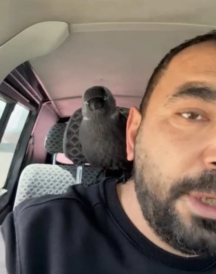 S&uuml;r&uuml;c&uuml;n&uuml;n omzuna kondu