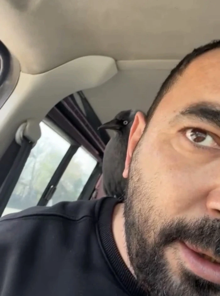 S&uuml;r&uuml;c&uuml;n&uuml;n omzuna kondu