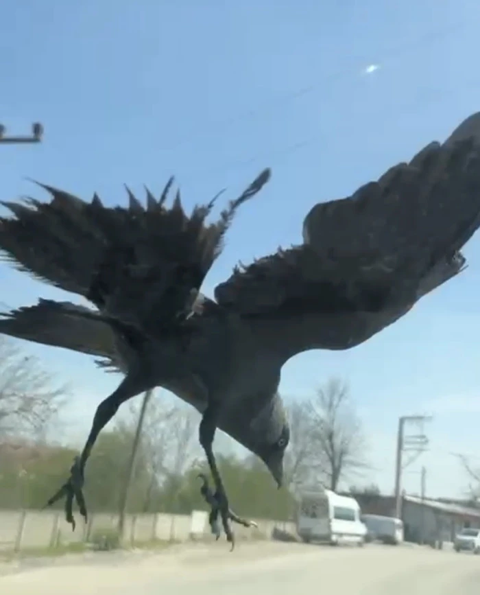 S&uuml;r&uuml;c&uuml;n&uuml;n omzuna kondu