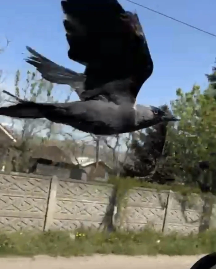 S&uuml;r&uuml;c&uuml;n&uuml;n omzuna kondu