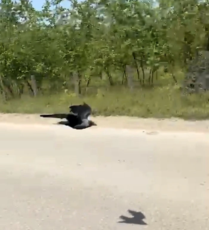 S&uuml;r&uuml;c&uuml;n&uuml;n omzuna kondu