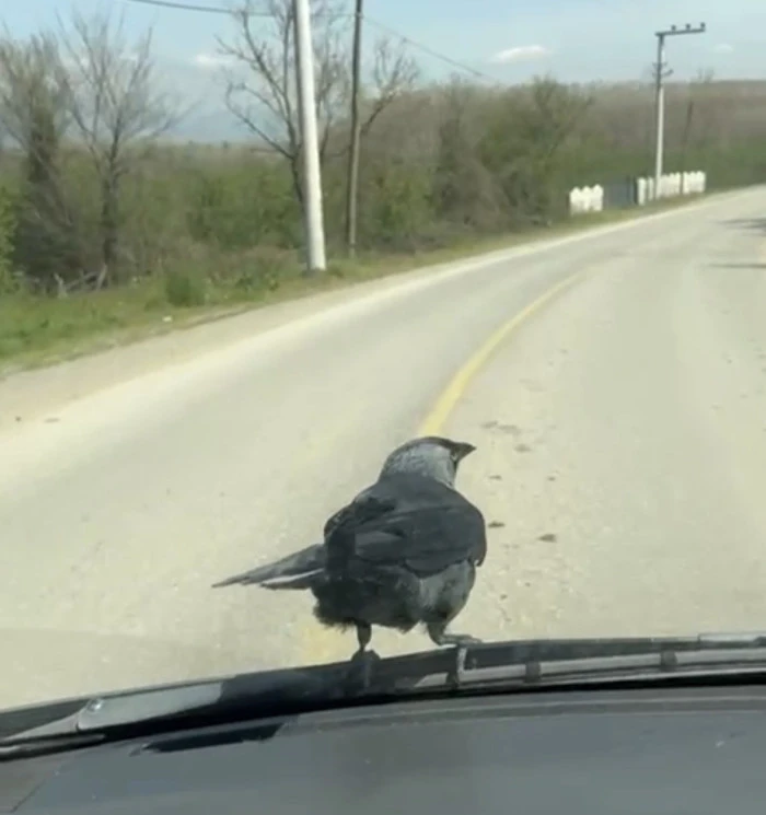 S&uuml;r&uuml;c&uuml;n&uuml;n omzuna kondu