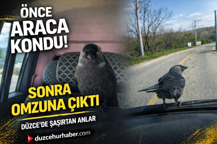 S&uuml;r&uuml;c&uuml;n&uuml;n omzuna kondu