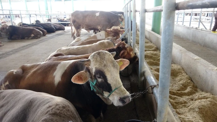 'Deli dana' uyarısı