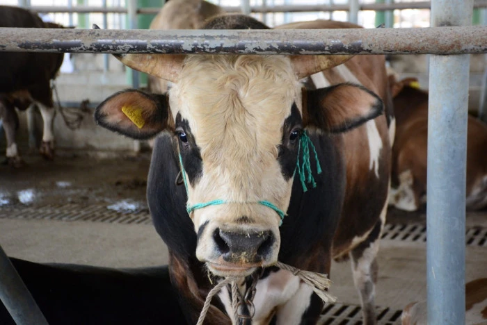 'Deli dana' uyarısı