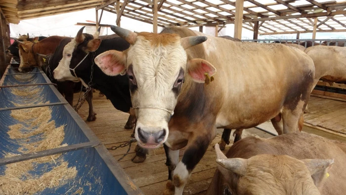 'Deli dana' uyarısı