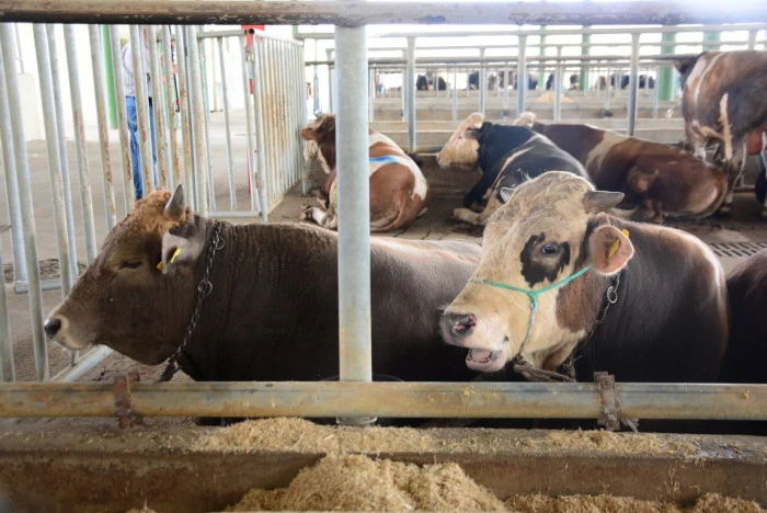 'Deli dana' uyarısı