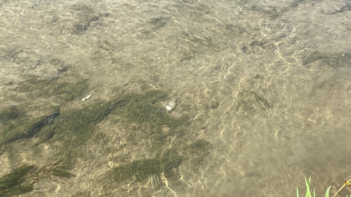 Deredeki canlılar Tarım ilaçlarının kurbanı oldu