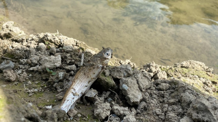 Deredeki canlılar Tarım ilaçlarının kurbanı oldu