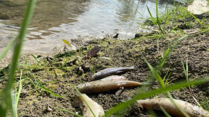 Deredeki canlılar Tarım ilaçlarının kurbanı oldu