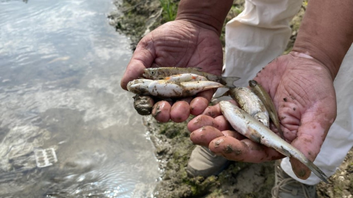 Deredeki canlılar Tarım ilaçlarının kurbanı oldu