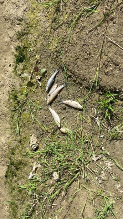 Deredeki canlılar Tarım ilaçlarının kurbanı oldu