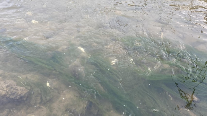 Deredeki canlılar Tarım ilaçlarının kurbanı oldu