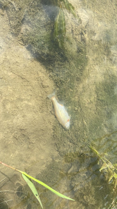 Deredeki canlılar Tarım ilaçlarının kurbanı oldu