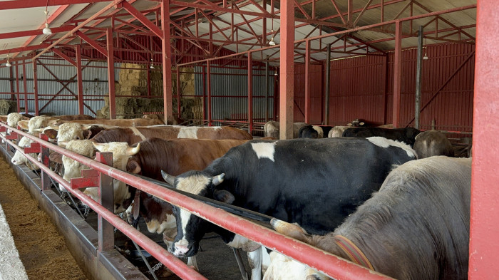 Destekle hayvan sayısını 4'e katladı