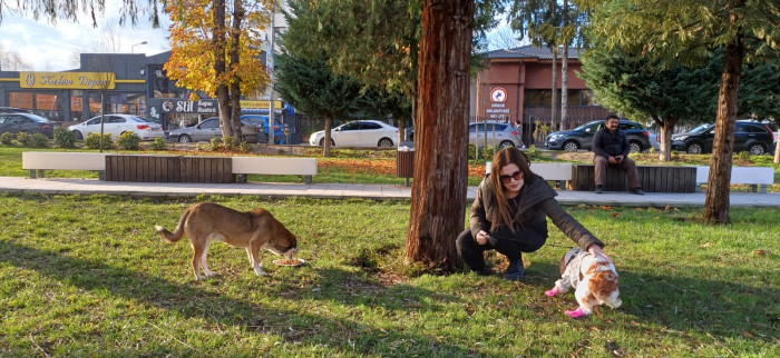 Doğum günü köpeği gofret hediye mamalar ile sokak hayvanlarını besledi