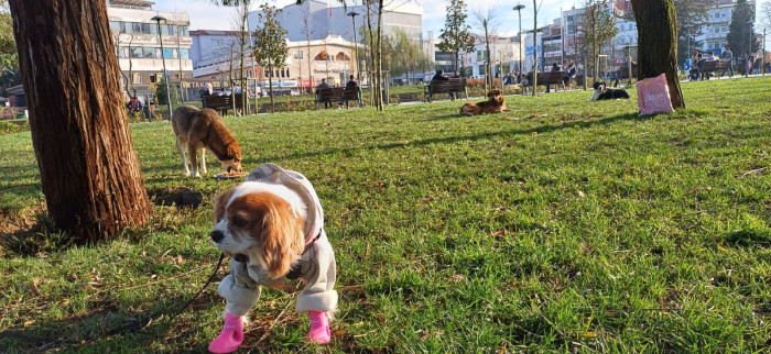 Doğum günü köpeği gofret hediye mamalar ile sokak hayvanlarını besledi