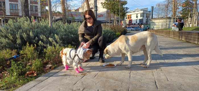 Doğum günü köpeği gofret hediye mamalar ile sokak hayvanlarını besledi