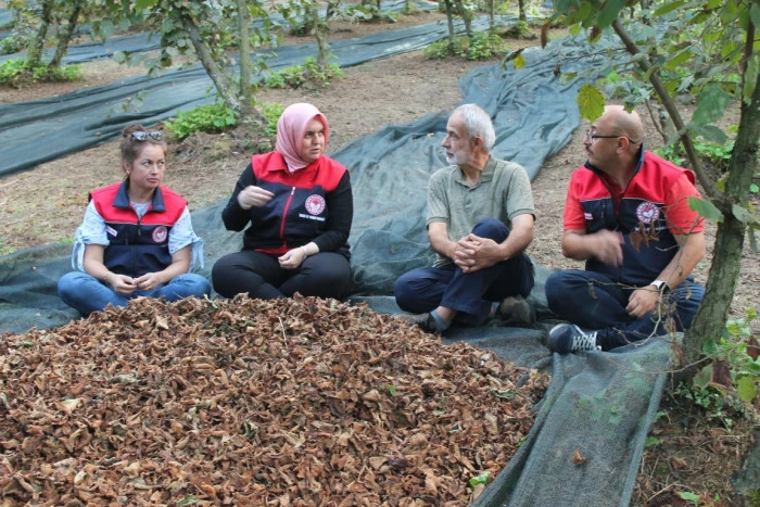 Hasat Filesiyle Fındık Kalitesi Y&uuml;kseliyor