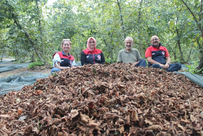 Hasat Filesiyle Fındık Kalitesi Y&uuml;kseliyor