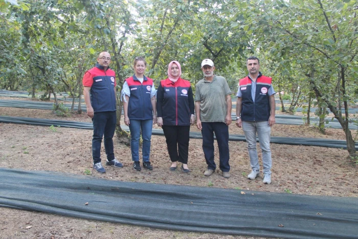 Hasat Filesiyle Fındık Kalitesi Y&uuml;kseliyor