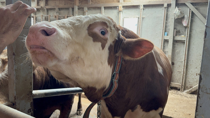 Düzce'de 1 tonluk dana 200 bin liraya satıldı