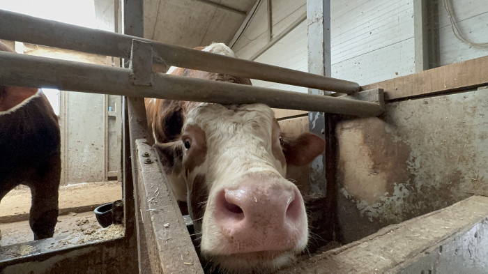 Düzce'de 1 tonluk dana 200 bin liraya satıldı